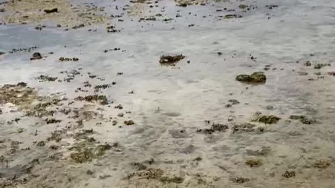 Low tide catching some shells from the sea….