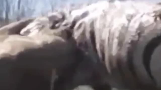 The lion is hunting the zebra