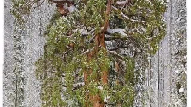 In 3000 years our baby Giant Redwoods might look like this 🌱🥺