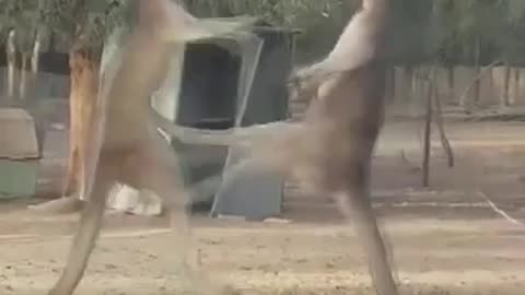 kangaroo fight animals video