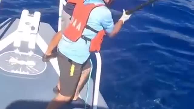 Entangled humpback whale cleared of marine debris off Maui l ABC News