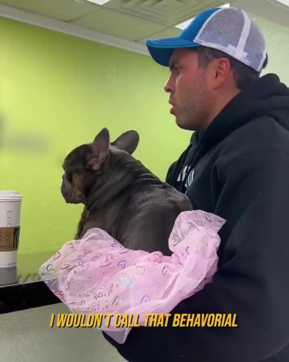 Gender Transition For A Pet Dog In A Tutu | Is This Real Or Parody?