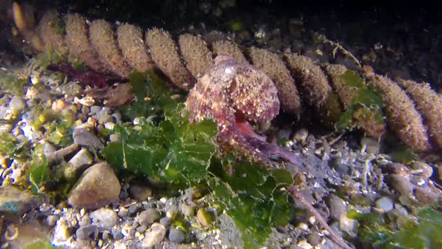 #Octopus #Octopus video#Animal#Animal video#