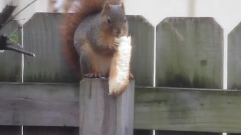 Squirrel Eating Bun with Minecraft Music