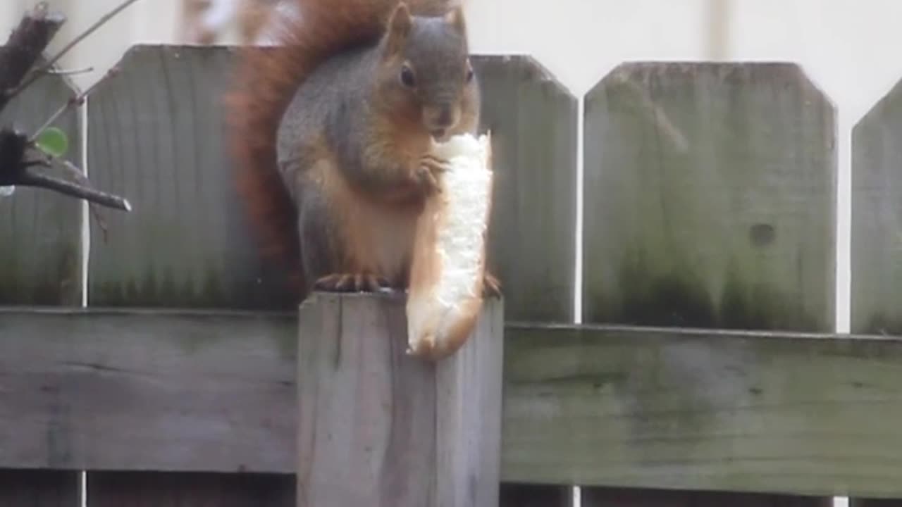 Squirrel Eating Bun with Minecraft Music