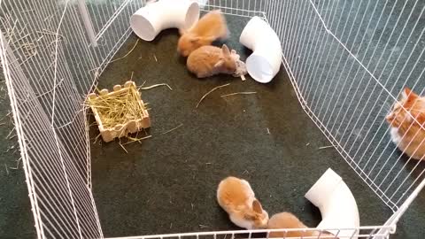 Cats watch baby bunnies play