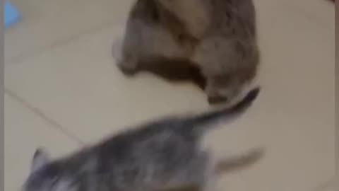 funny moment of cats