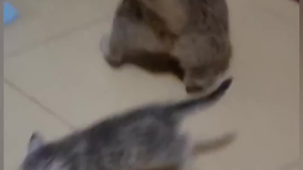 funny moment of cats