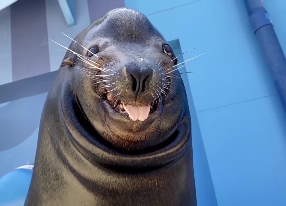 Sea Lion With A Big Funny Smile