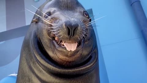 Sea Lion With A Big Funny Smile