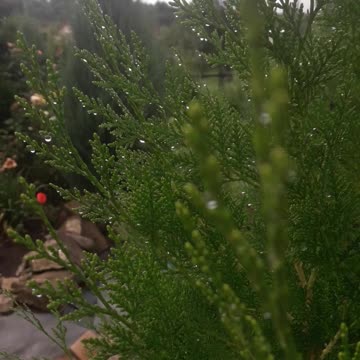 Cypress after the rain