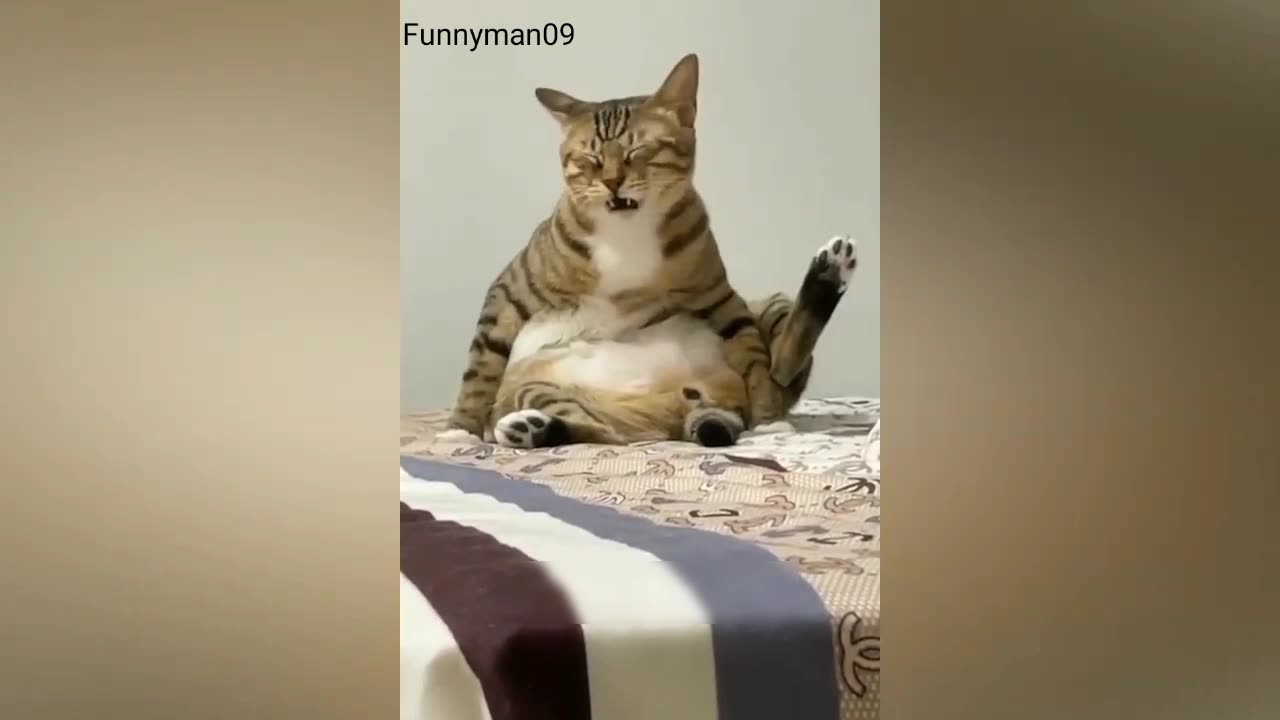 Funny Cat video 😂🐱