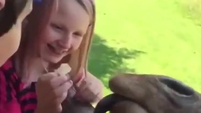 cheeky giraffe