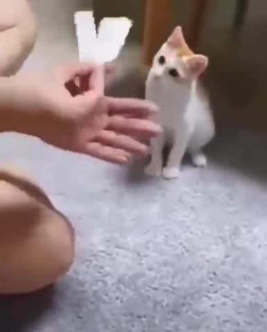 funnyanimal cute cat