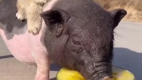 Cute