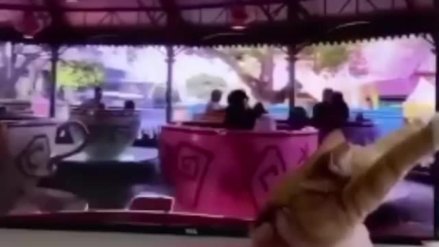 The Cat Enjoying in Amusement park ride.