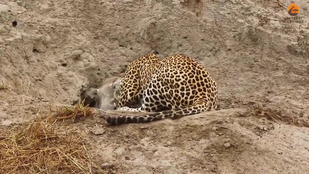 Leopard and Hyena Break Warthog Apart While Still Alive