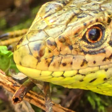 Lizard filmed very close / beautiful reptile in nature.