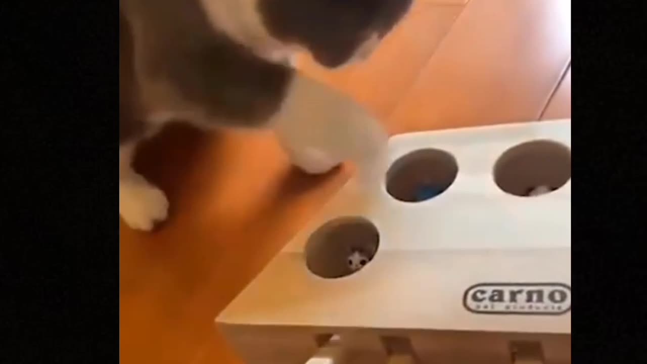 Cats funny video. #cats #funny #dogs #trending