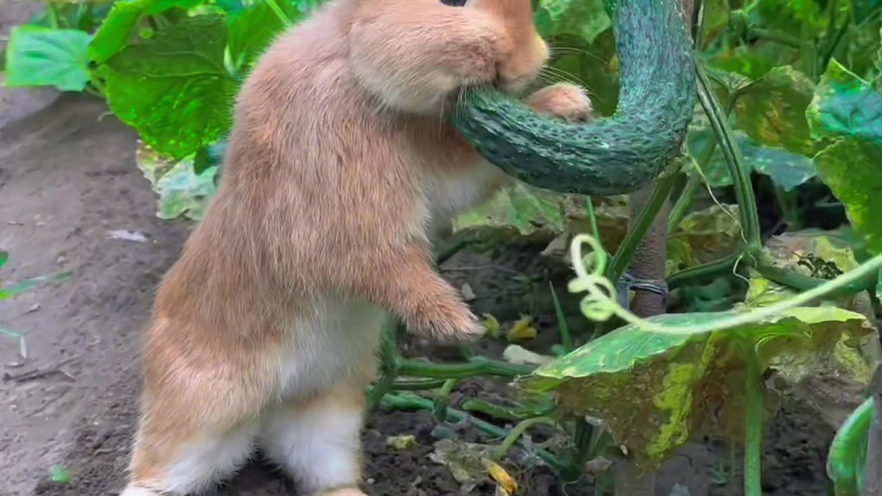 Funny video | Rabbit eating beautiful video #rumble #funny #entertainment #rabbit