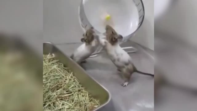 The rats fight; The dog stood and watched.