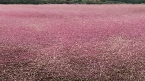 Jeju pink muhly is so pretty^^