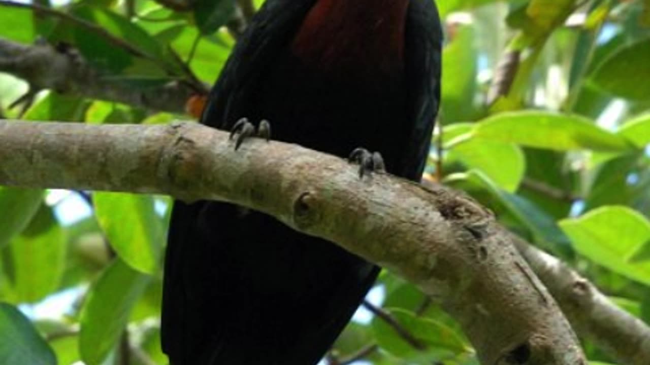 🦜 Discover the Enigmatic #WaldensHornbill: Rare Bird 100 🌳