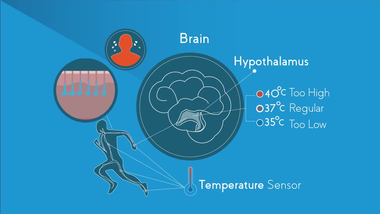 Temperature Regulation Of The Human Body | Physiology | Biology | FuseSchool