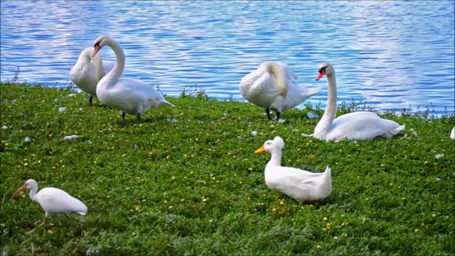 Beautiful Golden Pheasants and Wading Birds (2)