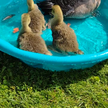 EVERYONE OUT OF THE POOL!