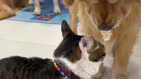 Cats and dogs sharing food very cute moments