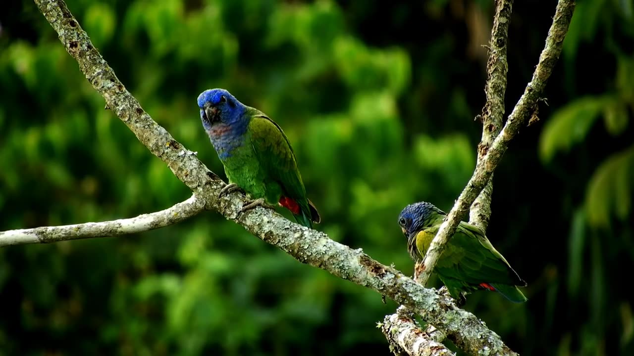 Beautiful Birds Sound in the Forest.