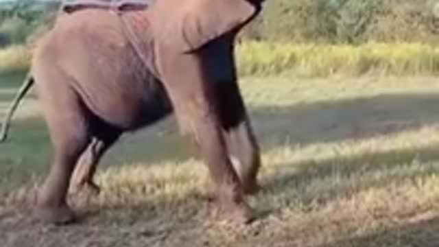 Girl' Indian jugaad and elephant and man combination trick