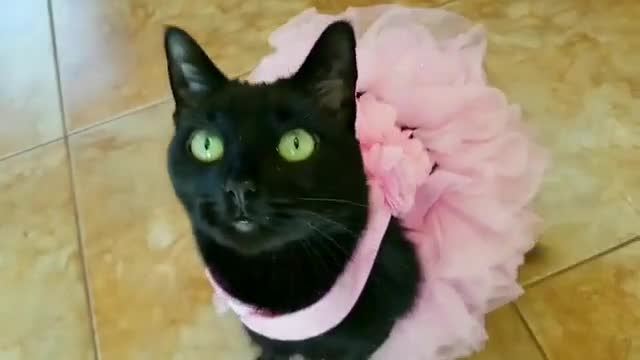 Kitten wearing a dress, cute kitten.