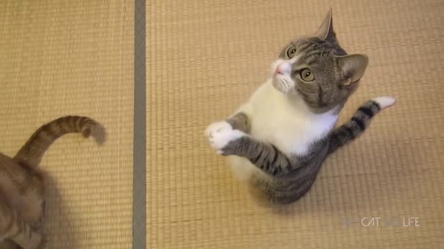 Funny Cat Compilation