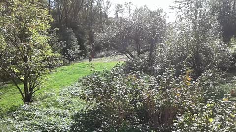 ochrona roślin przed zimą