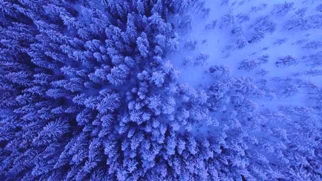 Aerial view of a forest covered with snow