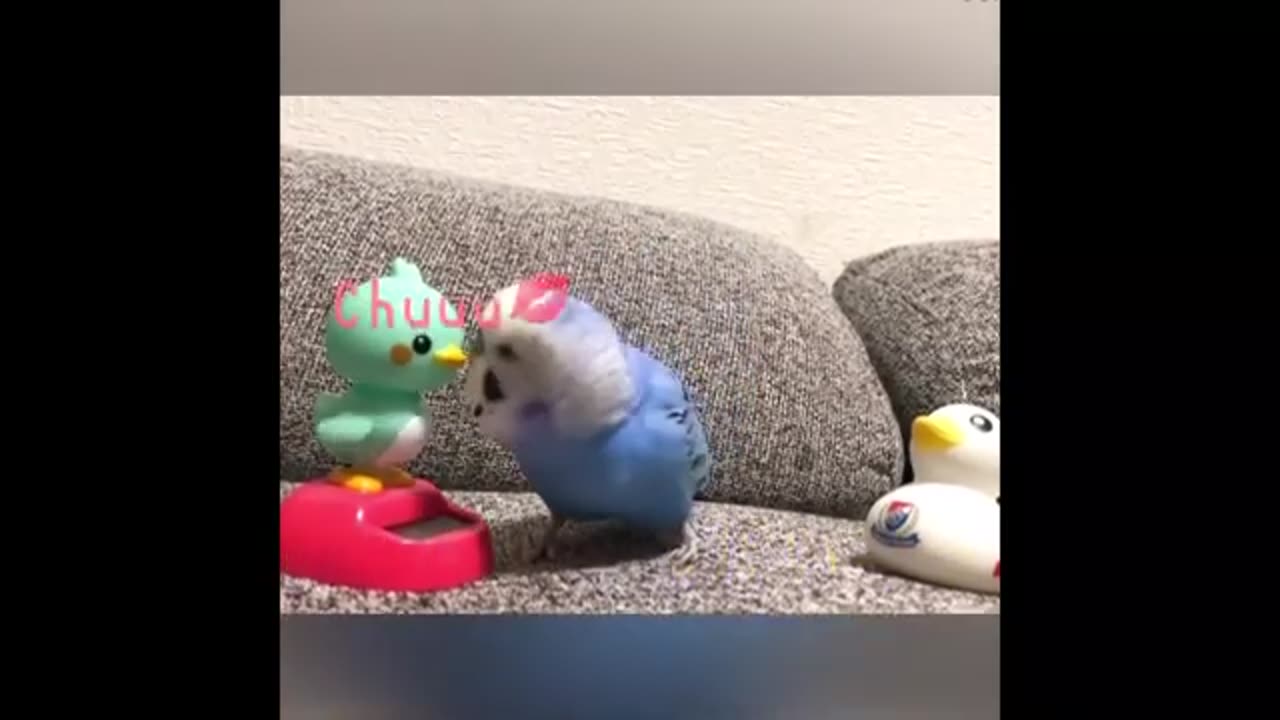 Funny Birds