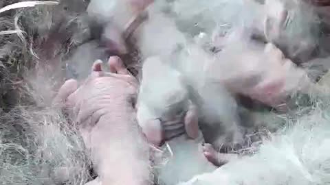 Day Old Rabbits!