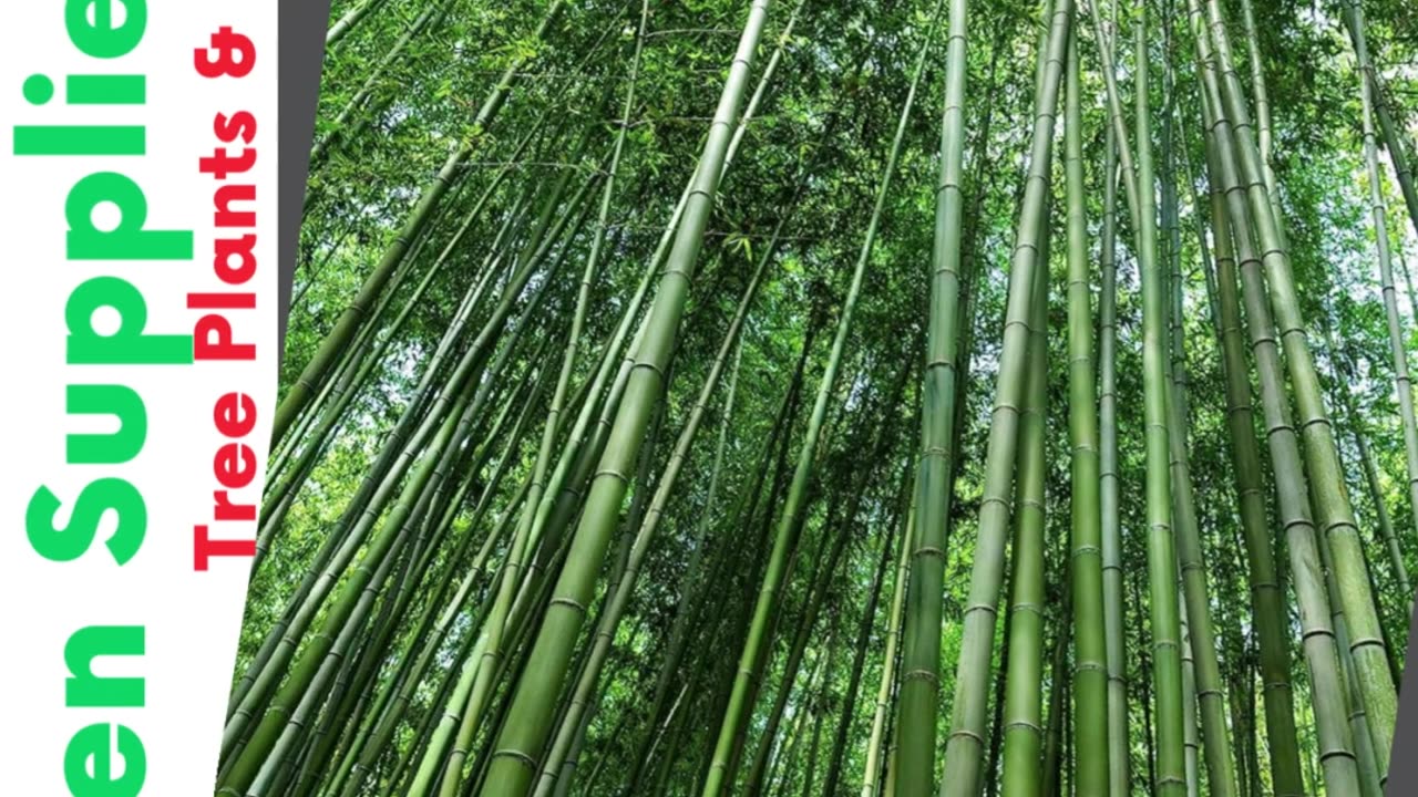 500+ Giant Bamboo Seeds for Planting Exotic and Fast Growing Giant Bamboo | #gadgets | #shorts