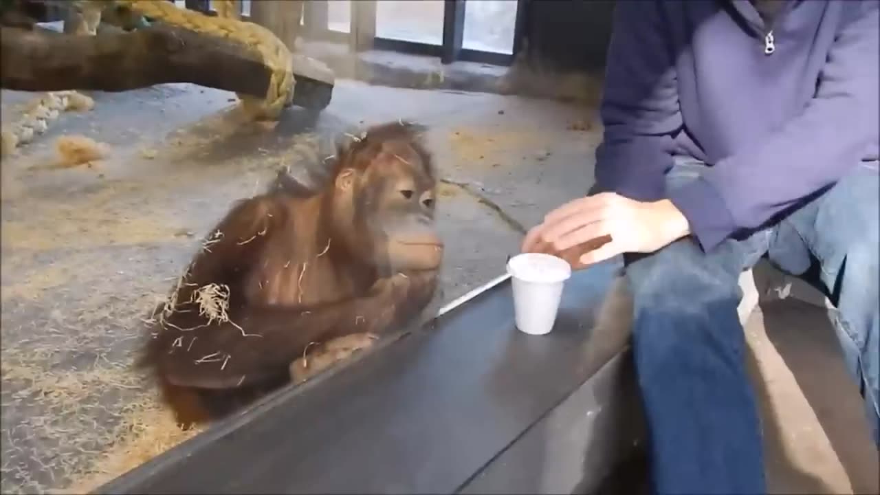 Magic trick with chimp