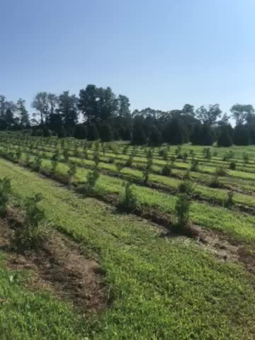 On an evergreen farm near Doylestown pa