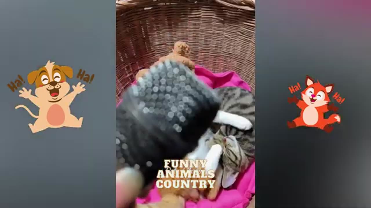 Funny Animal Videos 2023