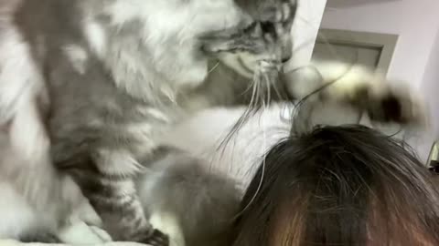 Deep love from kittens 🥰