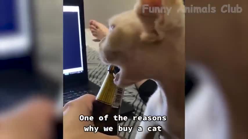 Funny pet's video