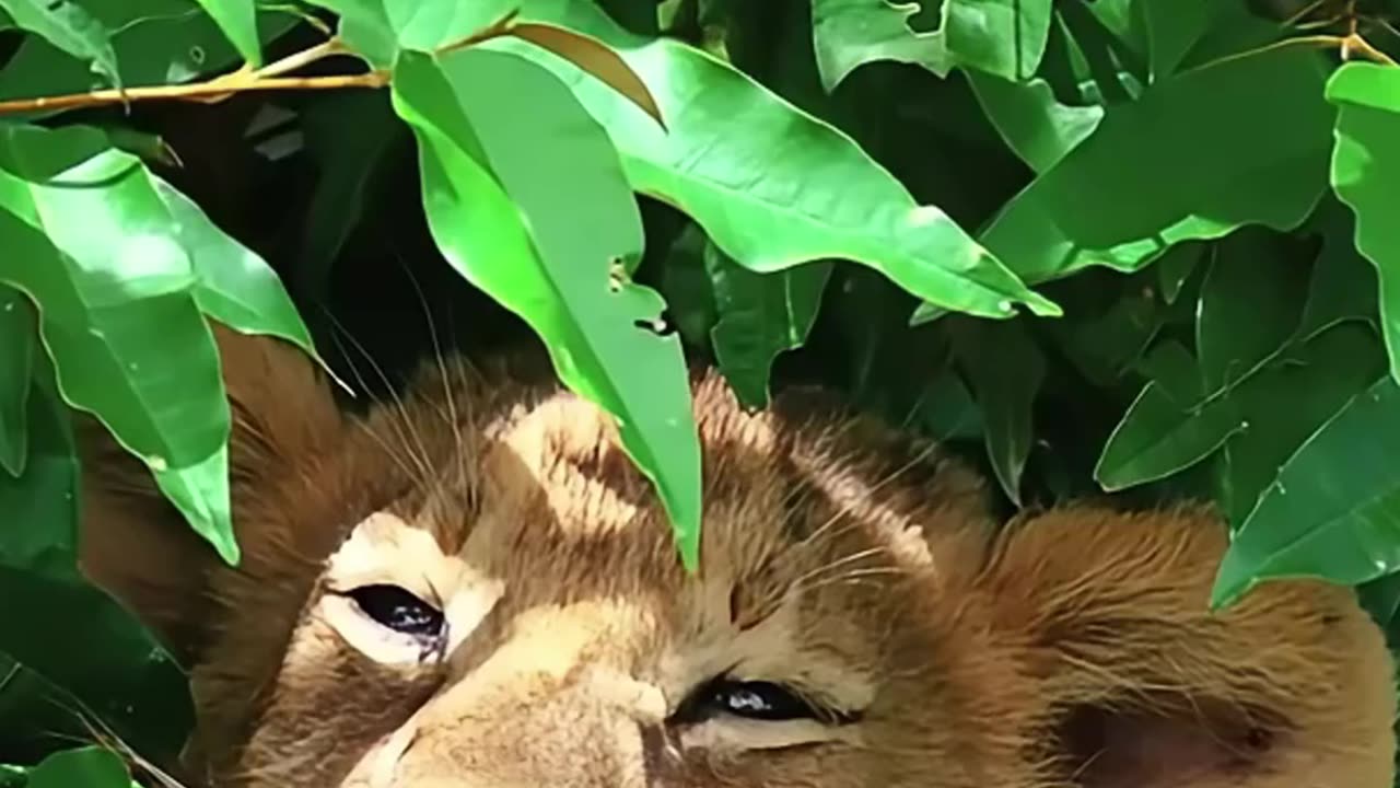 Sleepy Lion Cub Rests in Masai Mara