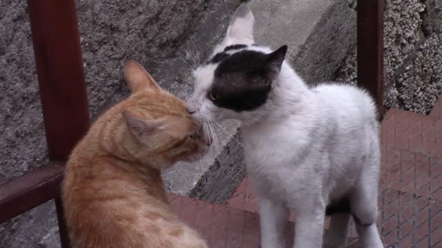 fight between two cats