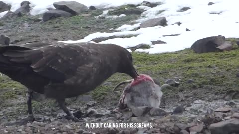 Feathered Fury! Skua Tears Penguin Apart in Brutal Mid-Air Attack! 🐧🦅