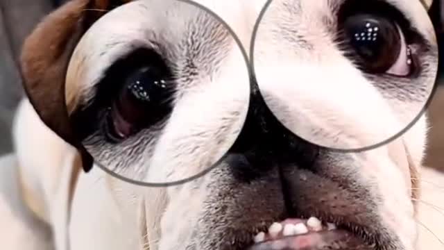 Best dog trend!