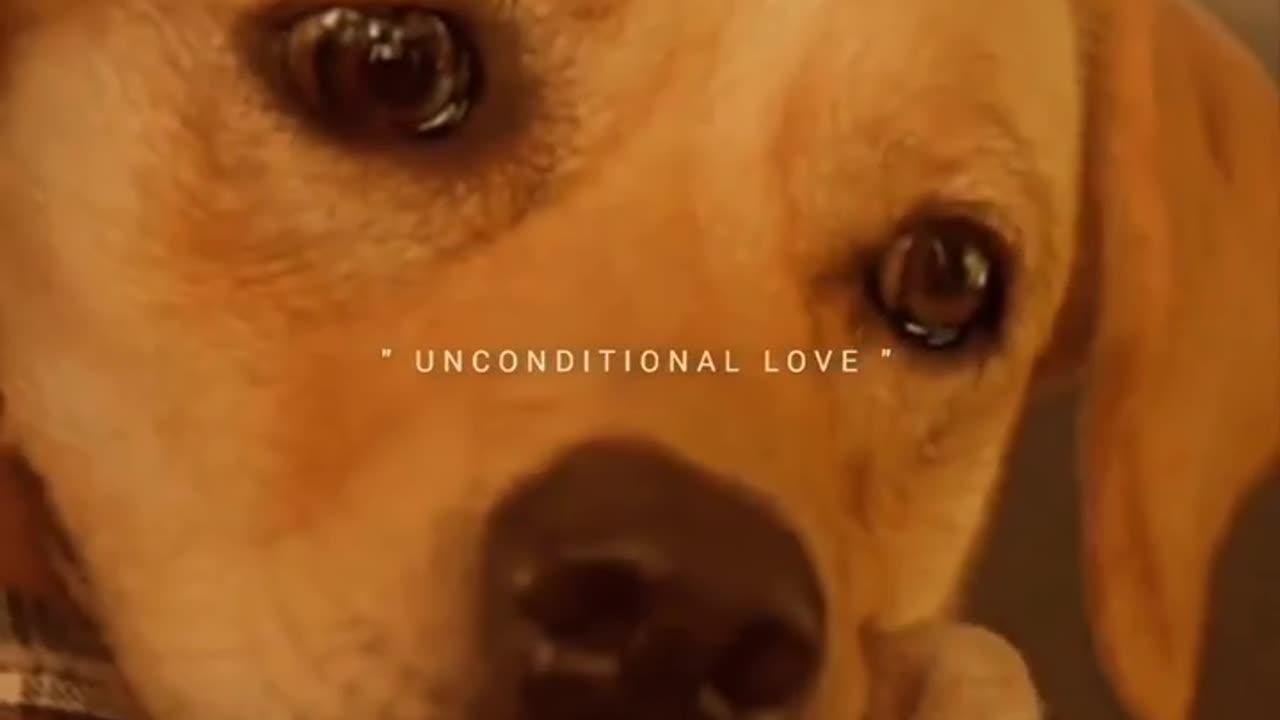 Emotional dog 💔❤️‍🩹